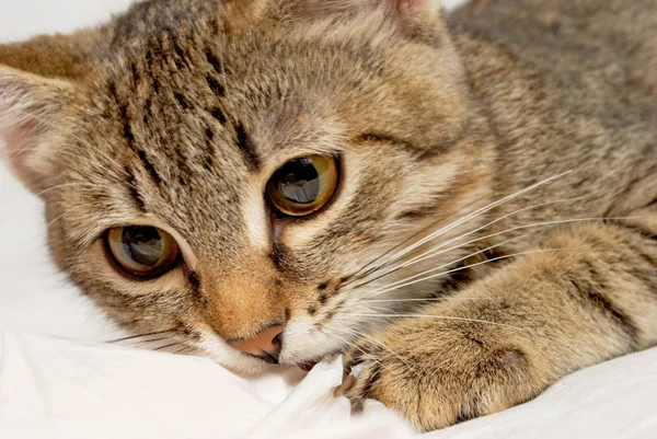 Söt kattunge. — Stockfoto