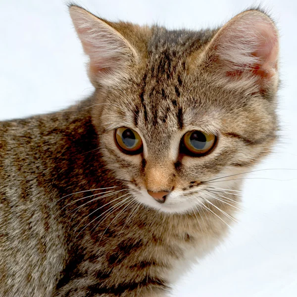 Cute kitten. — Stock Photo, Image