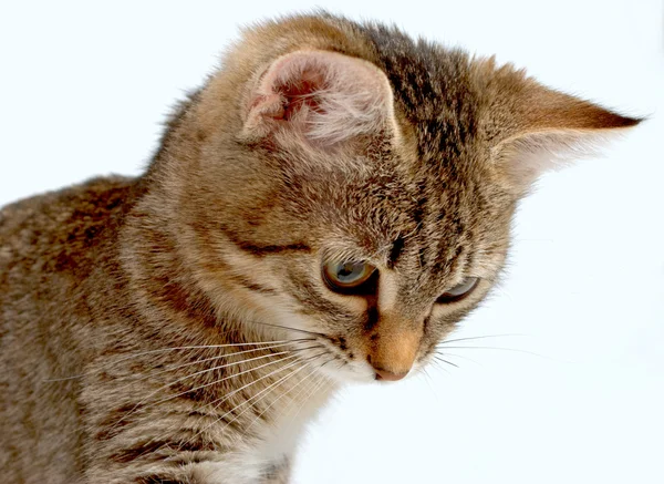 Gattino tabby grigio. — Foto Stock