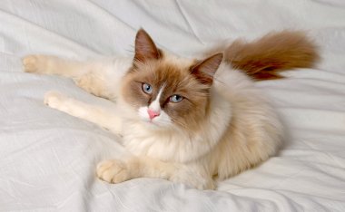 Siberian kedi nevskaya masqueradnaja yayılış gösterirler..