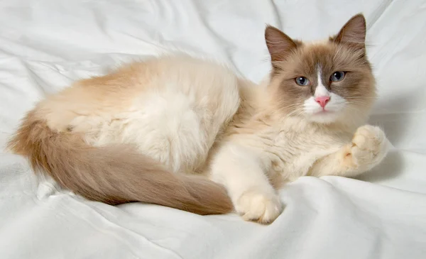 Породы сибирских кошек Невская-Маскерадная . — стоковое фото