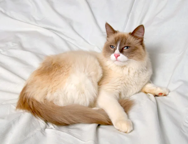 Siberian cat breeds Nevskaya-Masqueradnaja. — Stock Photo, Image