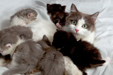 Siberian kedi yavru kedi ile.