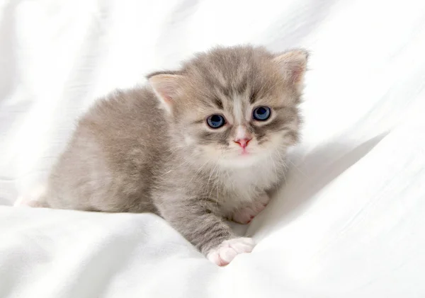 Small cute kitten. — Stock Photo, Image