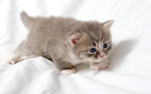 Маленький милый котенок . — стоковое фото