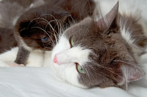 Gato siberiano con gatitos . — Foto de Stock