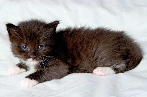 Pequeno gatinho bonito . — Fotografia de Stock