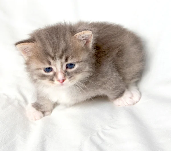 Kleine leuk katje. — Stockfoto