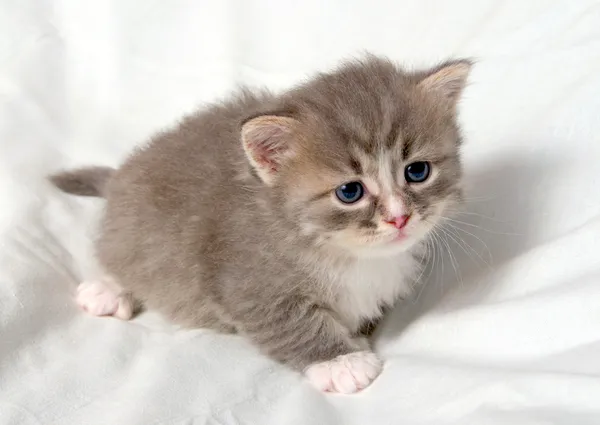 Kleines süßes Kätzchen. — Stockfoto