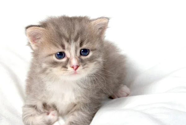 Pequeno gatinho bonito . — Fotografia de Stock