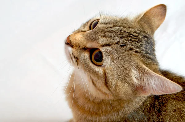 Gato gracioso . — Foto de Stock