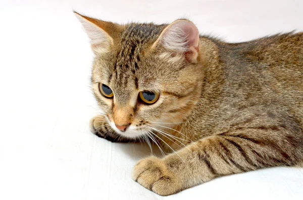 Gato gracioso . — Foto de Stock