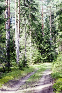 yol güzel bir çam ahşap