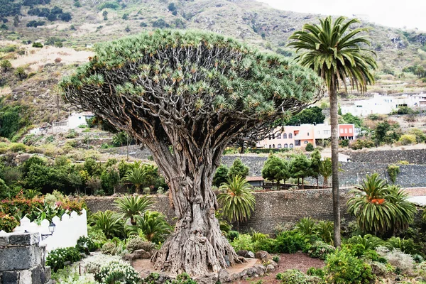 Famoso Árbol del Dragón en Icod de los Vinos — Foto de Stock