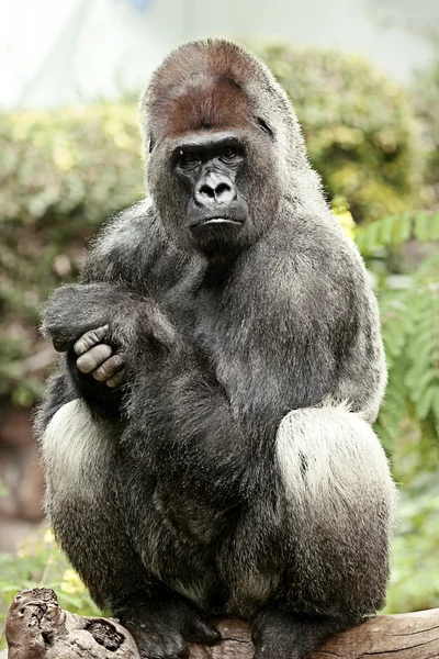 Sitting silver back gorilla — Stock Photo, Image