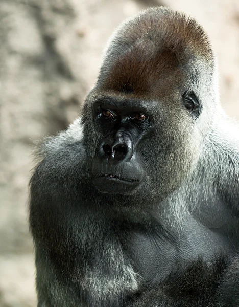 Gorilla Silverback nel Parco Loro — Foto Stock