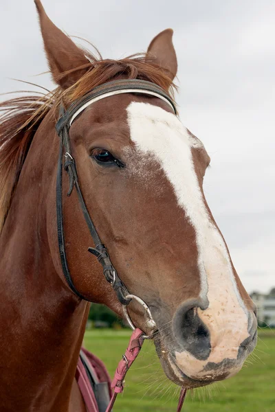 Chestnut colored quarter horse on to the meadow — Stock Photo, Image