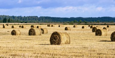 alanında birçok haycocks