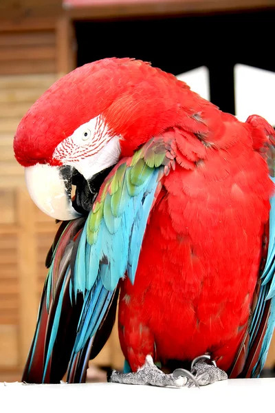 カラフルなコンゴウインコ — ストック写真