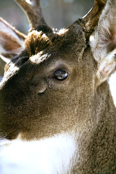 Hrozný pohled jelenů — Stock fotografie