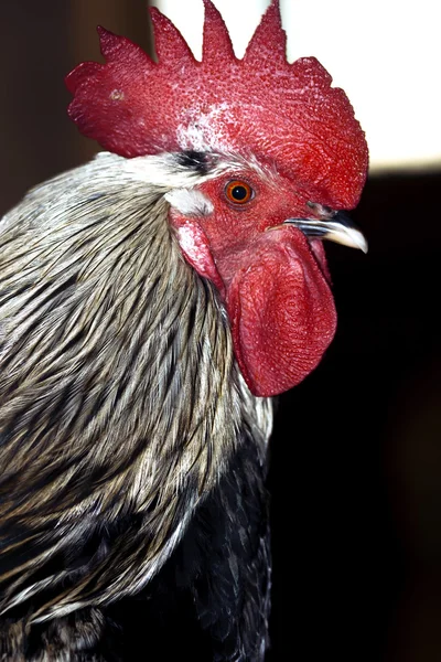 Rooster — Stock Photo, Image