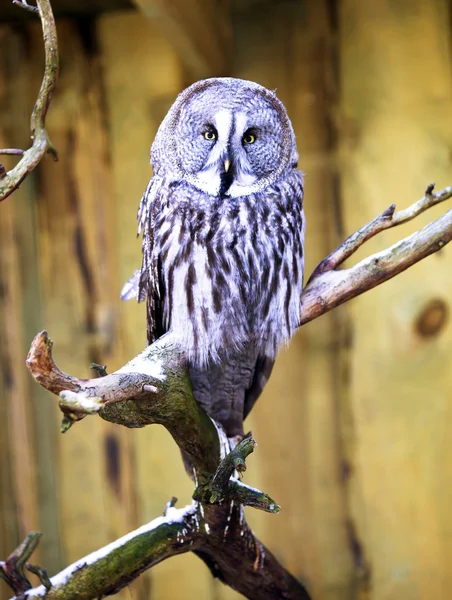 Great Grey Owl (Strix nebulosa) — Stock Photo, Image
