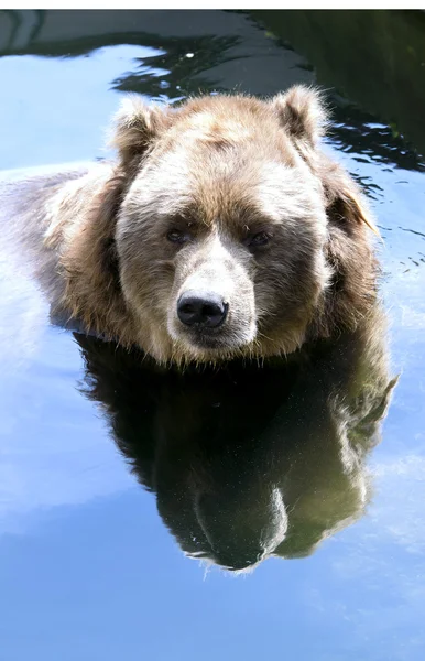 Medvěd hnědý Kodiak — Stock fotografie