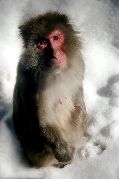 Mono de nieve macaco japonés — Foto de Stock
