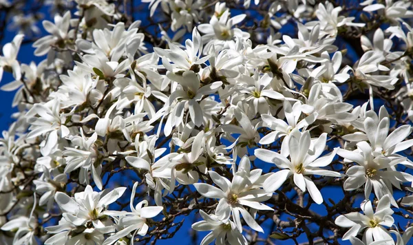 Blossoming flowers white magnolia — Stock Photo, Image