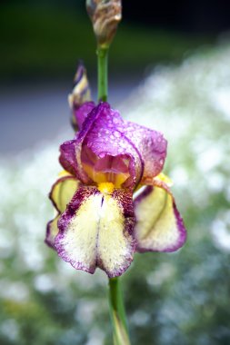 Menekşe - erken çiğ olarak sarı şeker