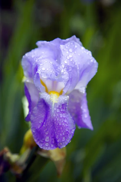 Виолетта ириски в росе рано утром — стоковое фото