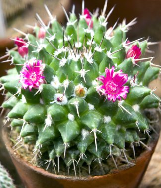 Kaktüs (Mammillaria çiçekler)