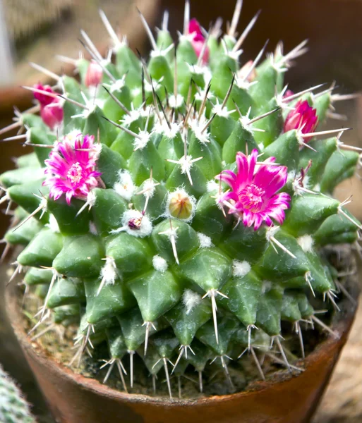 Blommor av kaktus (Mammillaria) — Stockfoto