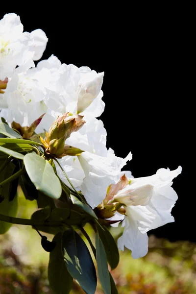 White rhododendrons blossoming flowers — Stock Photo, Image