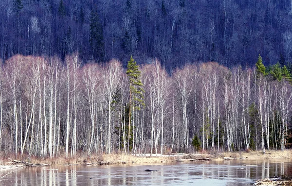 River Gauja by an early spring — Stock Photo, Image