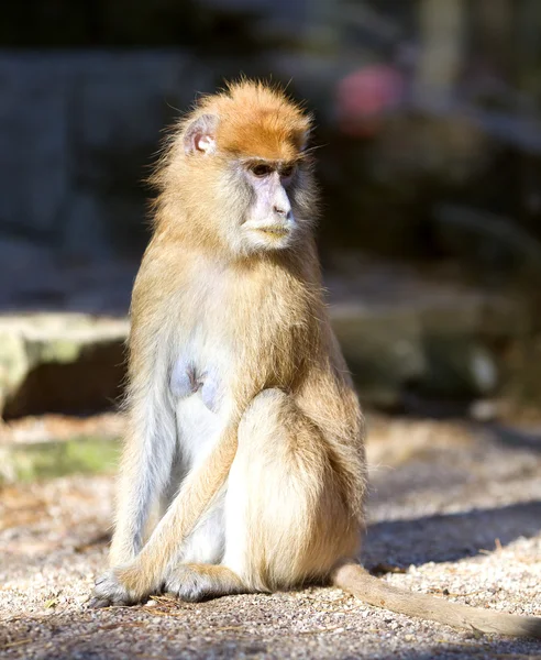 Lonely African Patas monkey — Stock Photo, Image