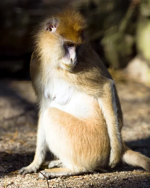 Osamělý africké patas opice — Stock fotografie