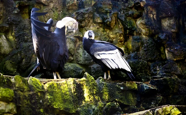 Cóndor andino macho con las alas abiertas ante un pájaro hembra —  Fotos de Stock