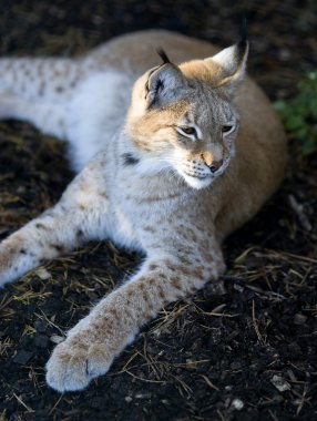 Kuzey lynx bir güneş ışınları luxuriates