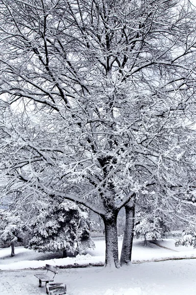 Snow-bound trees in a park — Stock Photo, Image