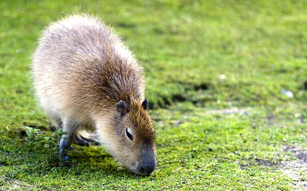 Capivara (Hydrochoerus hydrochaeris ) — Fotografia de Stock