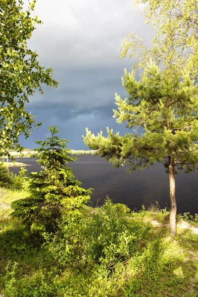 En el joven bosque en el lago de la orilla — Foto de Stock