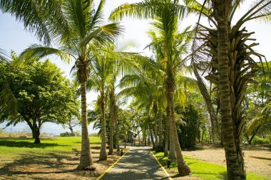Pasifik Okyanusu avuç içi Golfo de Papagayo, il: Guanacaste, Costa Rica, Orta Amerika ile bir parkın içinden giden yol
