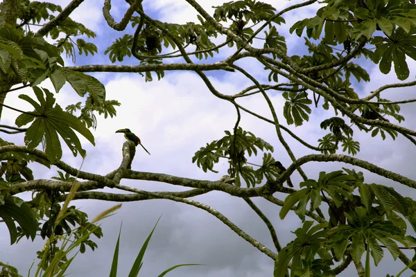 Toucan à bec de quille (Ramphastos sulfuratus) ) — Photo