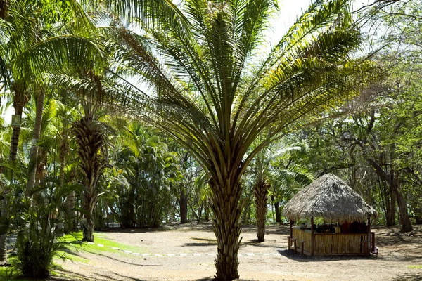 Droga do Oceanu Spokojnego przez Park z palmami — Zdjęcie stockowe