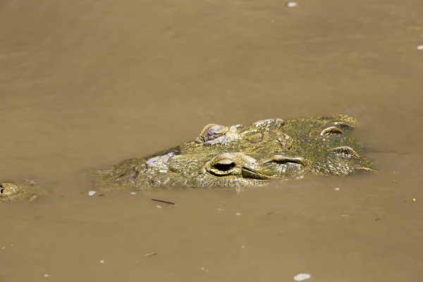 Amerikanisches Krokodil (crocodylus acutus)) — Stockfoto