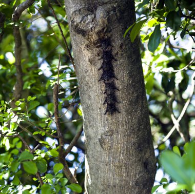 Hortum Bat - Rhynchonycteris naso Parque Nacional Palo Verde içinde