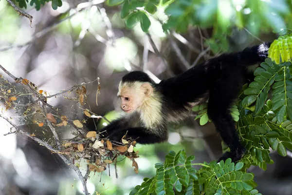 Mono Capuchino de Garganta Blanca en el Parque Nacional Palo Verde — Foto de Stock