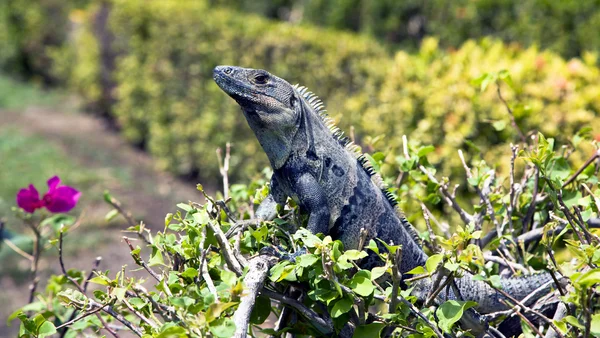 Land-Leguan (iguana iguana)) — Stockfoto