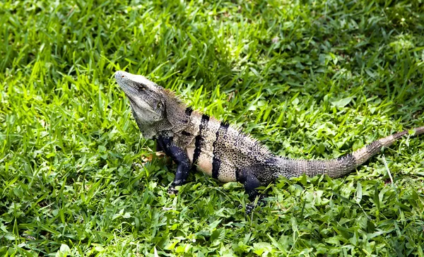Land-Leguan (iguana iguana)) — Stockfoto